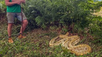 The Burmese python at Monkton Wyld Holiday Park